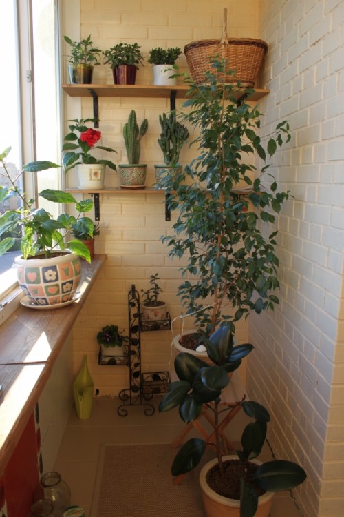 a small balcony with potted plants on the windowsill, floor and shelves is like a tiny orangery