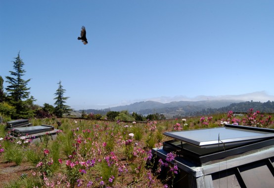 Mill Valley Bird Over Roof