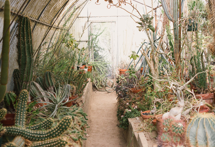 Unusual Green Room With Lots Of Cacti And Succulents