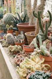 Unusual Green Room With Lots Of Cacti And Succulents