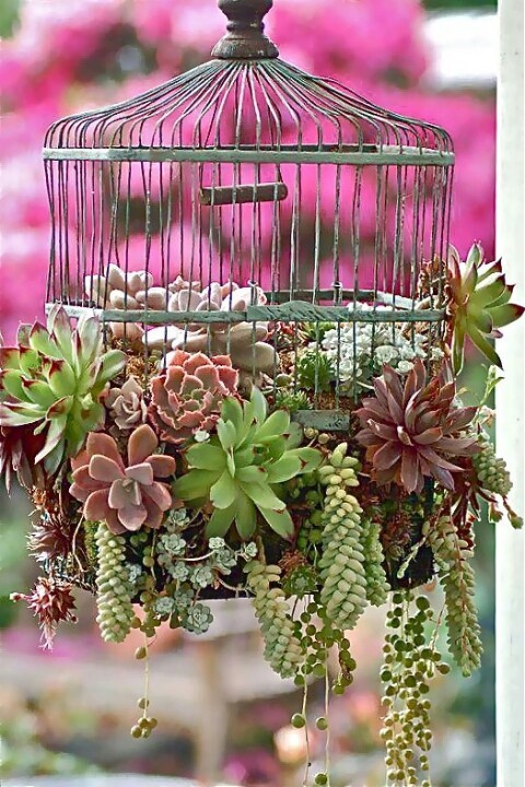 Even a simple bird cage could become a large enough planter for a small indoor succulent garden.